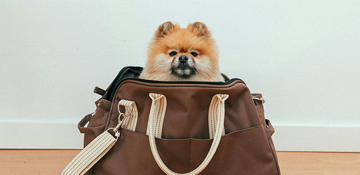 Viajar con tu mascota