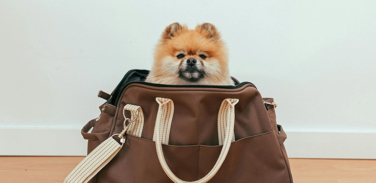 Viajar con tu mascota